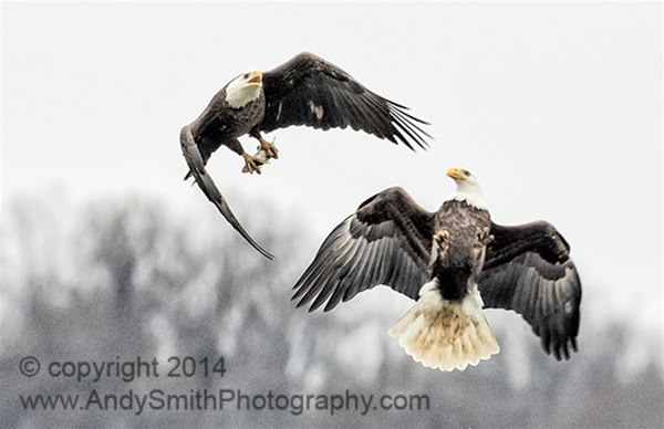 Bald Eagle Fighting for Fish